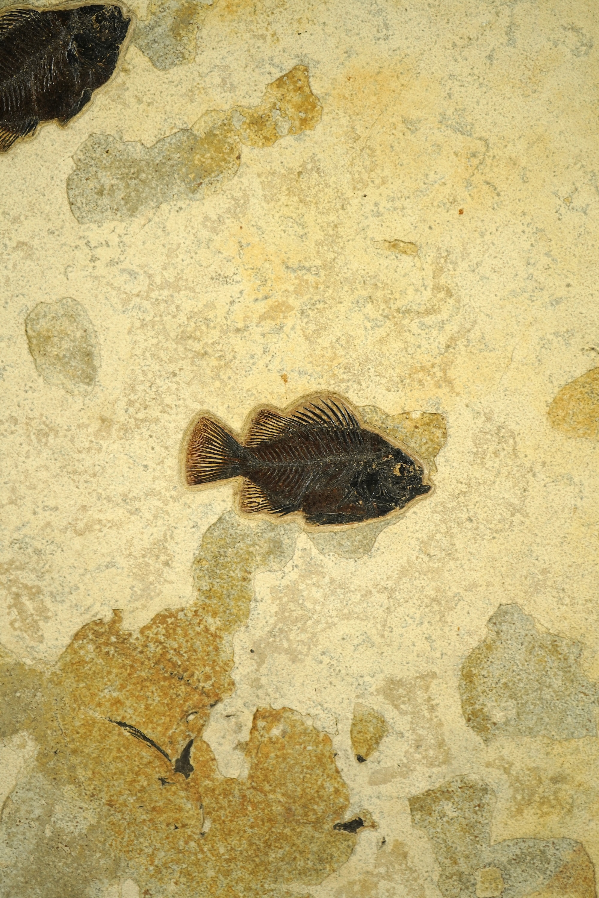 A large and impressive fish fossil triptych